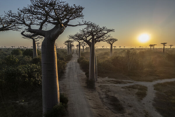 The sun rises over the touristy “Baobab Alley,” close to Morondava, in southwestern Madagascar.