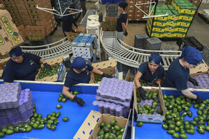 Four workers are seen from overhead, sorting and packing avocados.