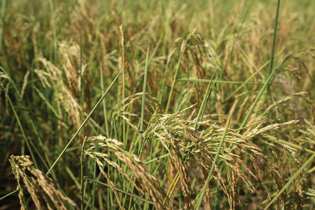 Rice plants bend in the breeze in a farm field on the outskirts of Chongqing, China. 