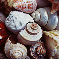A cluster of whorled gastropod seashells display a range of textures and colors, including blues, browns, and oranges.