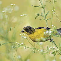 A brilliantly-colored yellow lesser goldfinch perches on a sprig in a meadow of green.