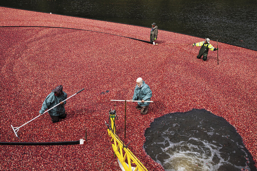 Wading through the crimson bogs, Massachusetts cranberry growers keep a tradition alive.