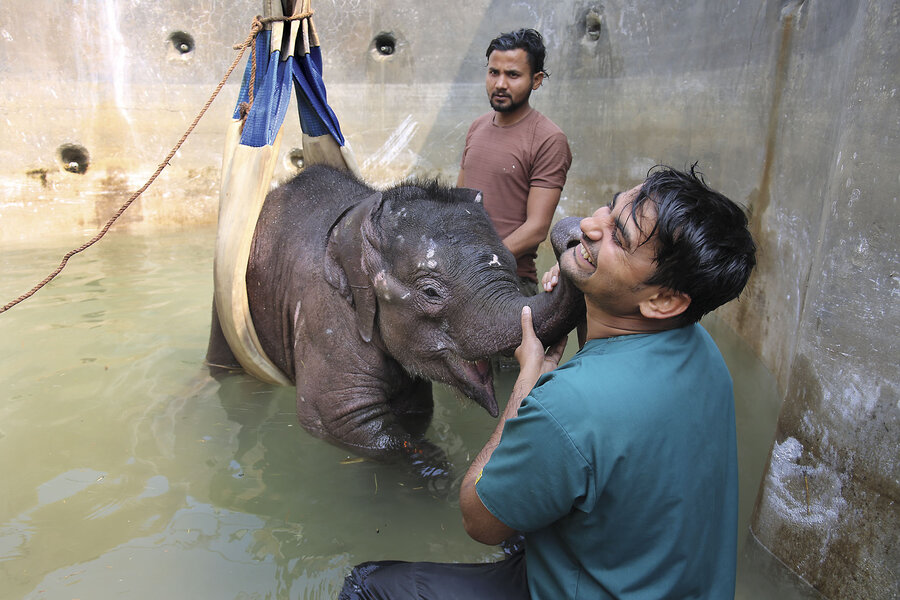 Partners in empathy: Indian nonprofit educates travel firms to combat elephant abuse