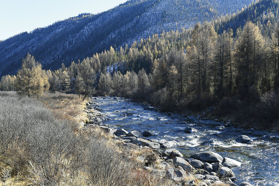What trees mean to Russia, through a history of war and peace