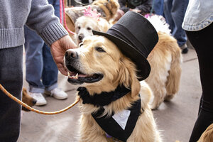 Thousands of dogs and people convened in Golden, Colorado, recently, to bask in the joy of what’s billed as the “world’s largest unofficial gathering” of golden retrievers.