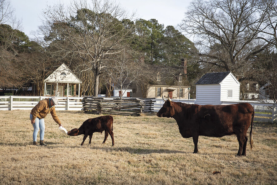 These cattle and horses helped power Colonial America. The breeds are still thriving. These cattle and horses helped power Colonial America. The breeds are still thriving.