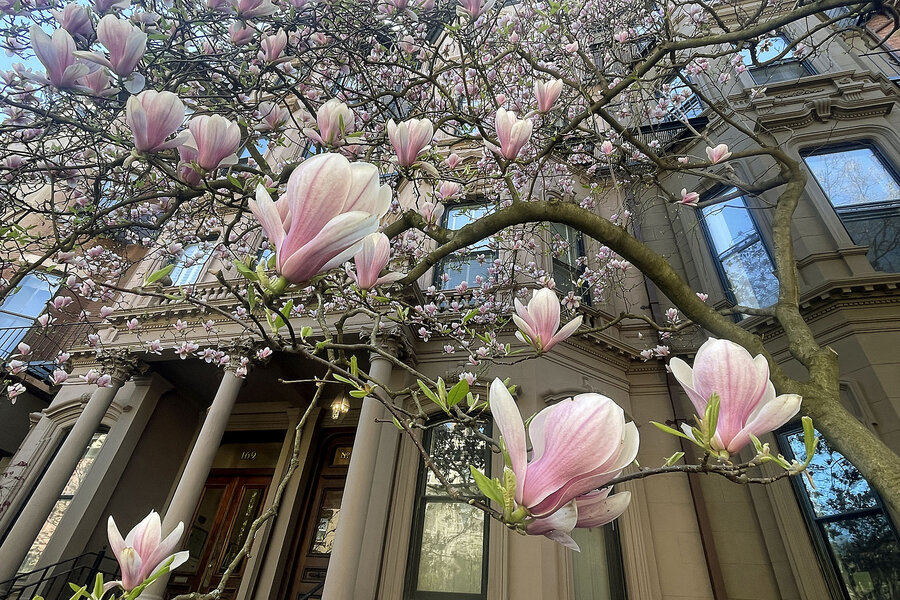 Magnolia trees signal spring in Boston, thanks to one woman’s beautification drive