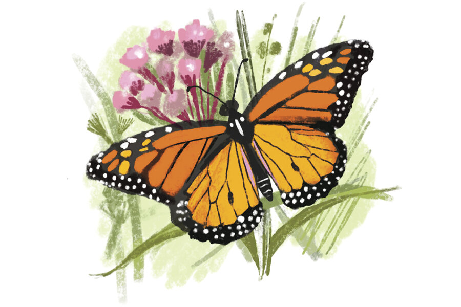 Hope in the soil and stones