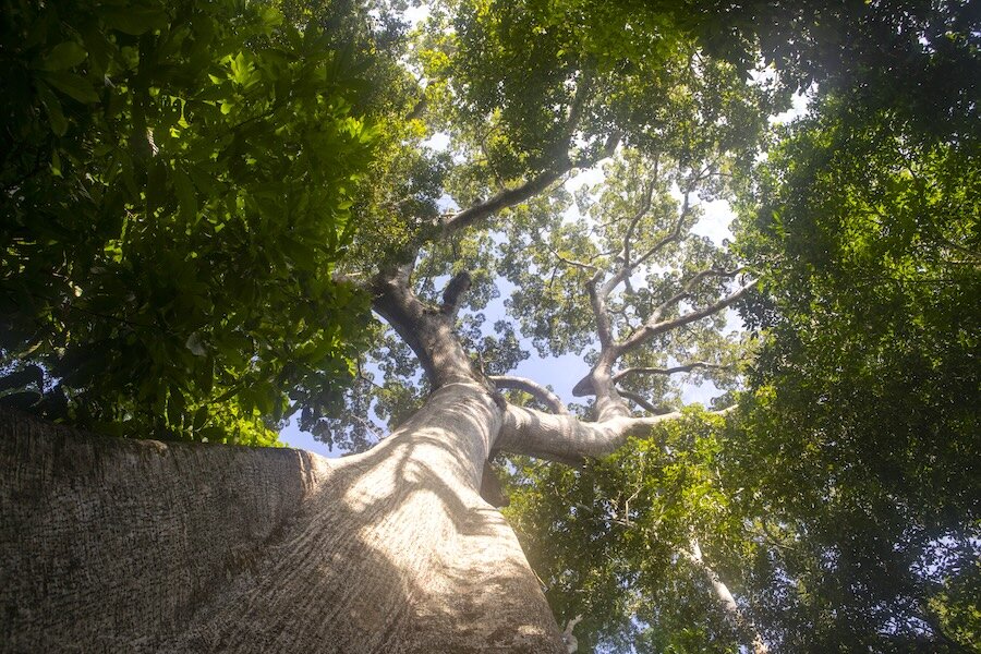 Forest bump: Fewer trees being felled