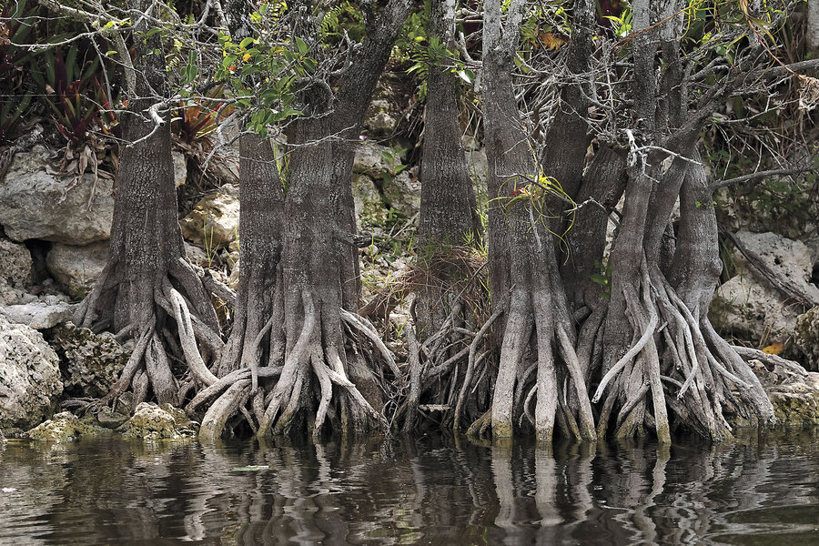 Wildfires already active in Florida and US put focus on managed burns