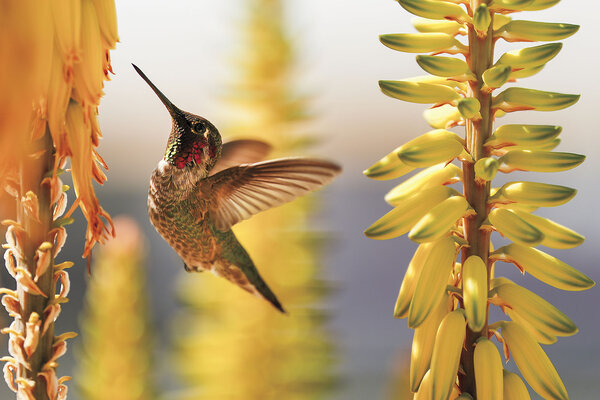 Look, a hummingbird!By Amy Asherah / 3 min
