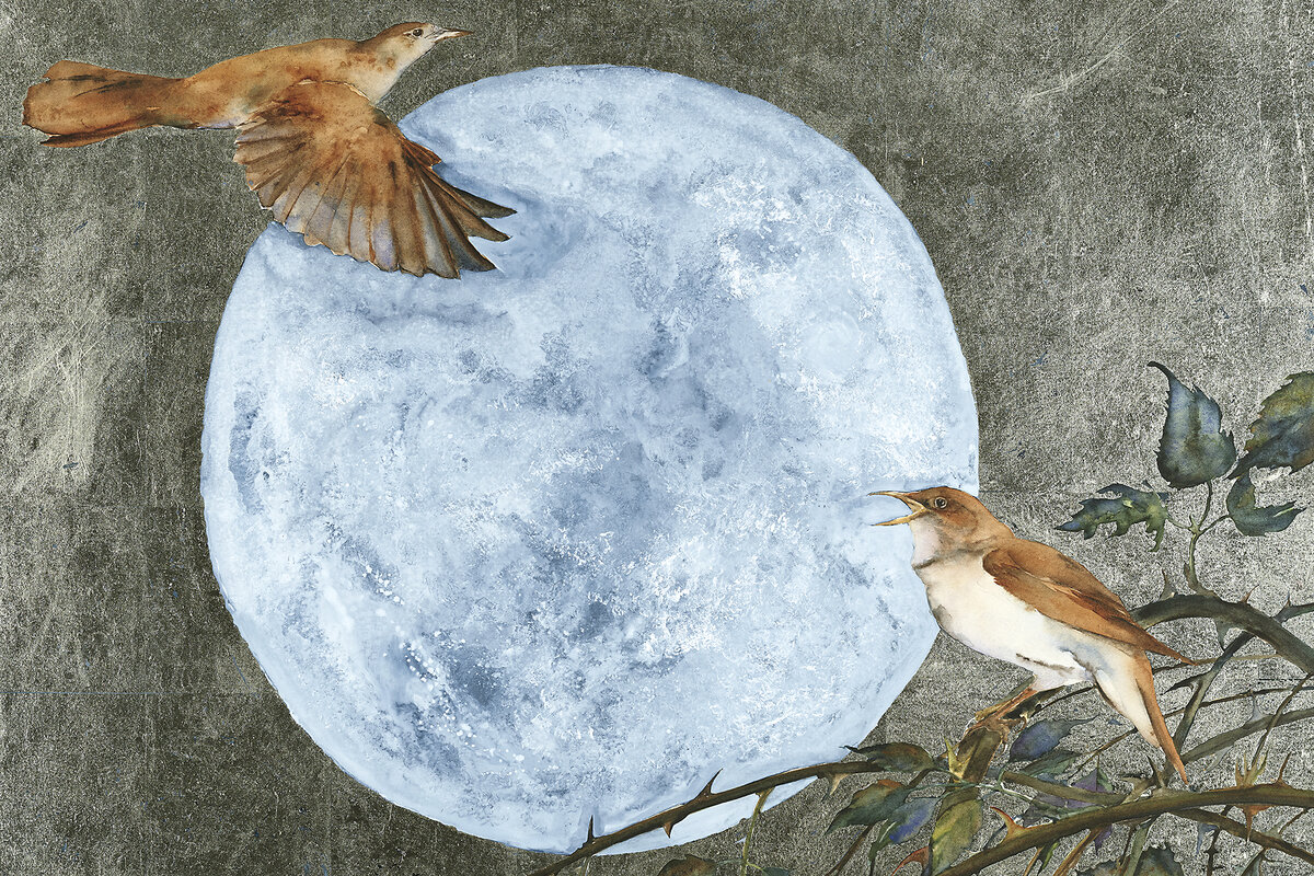 The Book of Birds': Not just identifying avian species, but relating to  them - CSMonitor.com