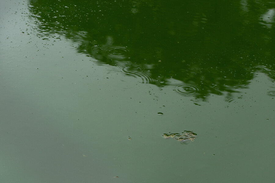 Reflecing Pool The Reflecting Pool holds a cloudy mirror to a polarized America ...