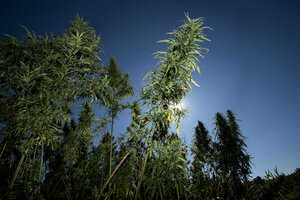 csmonitor.com - Patrik Jonsson - How the Carolinas' loose rules and loopholes have created a Wild West of hemp
