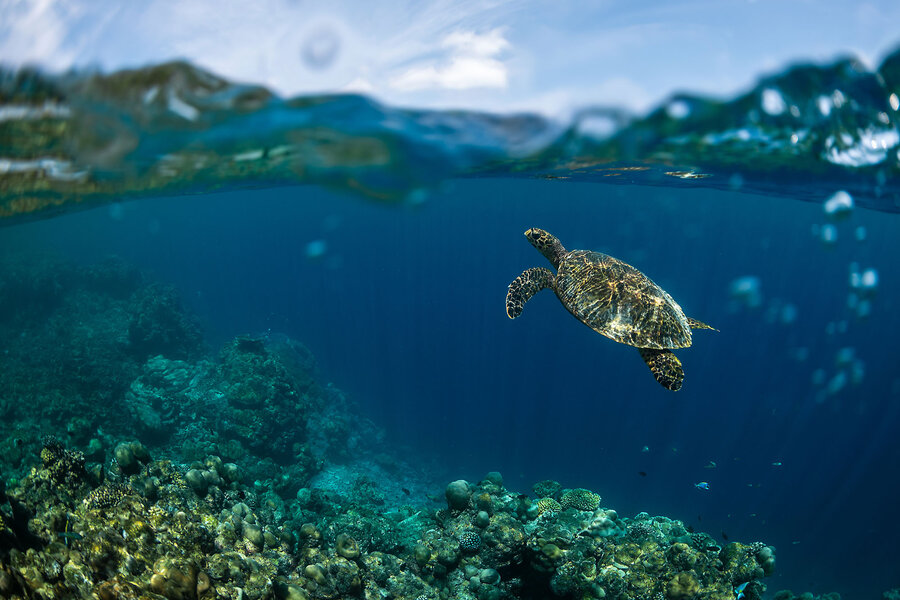 Rare ‘super El Niño’ spikes ocean temps to new record