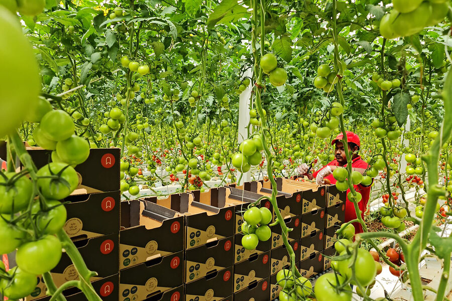 With war slowing Saudi food imports, hydroponics provide a homegrown solution