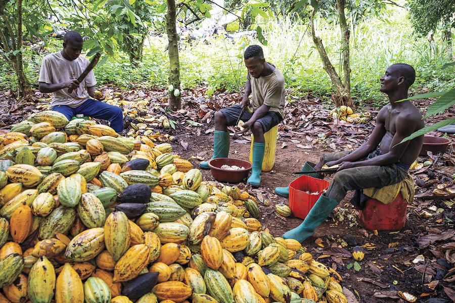 In cocoa’s heartland, African farmers seek new opportunities