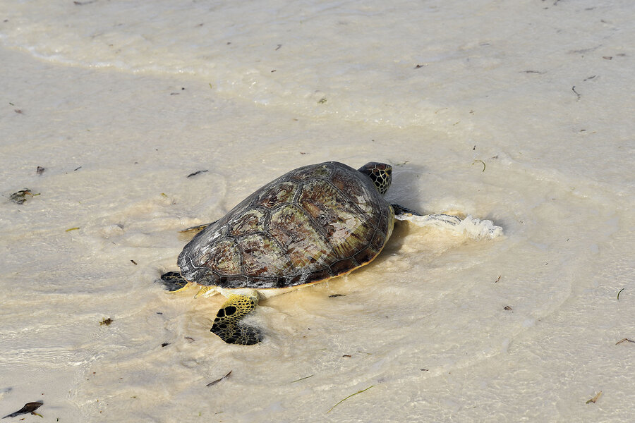 For this turtle rescuer, Kenya’s fishing communities make the best allies