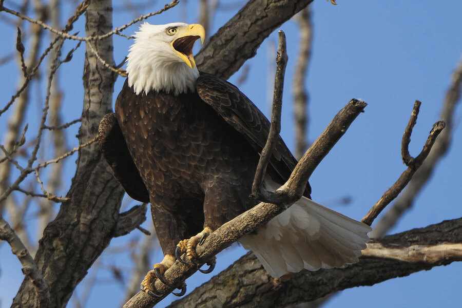 Endangered Species Act gets revamped rules. What effect could they have?