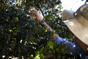 csmonitor.com - Jenna Schoenefeld - Foraging: Beyond reality TV, some see it as an alternative to rising food prices