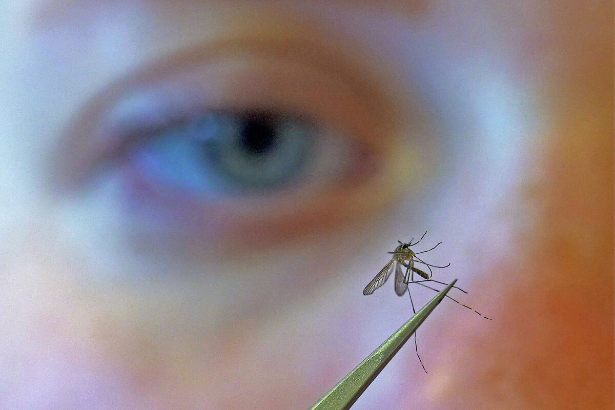Nation Invaders Long mosquito-free, Iceland on alert against buggy invaders - CSMonitor.com