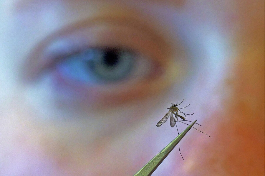 Mosquito sightings put Iceland on alert against buggy invaders