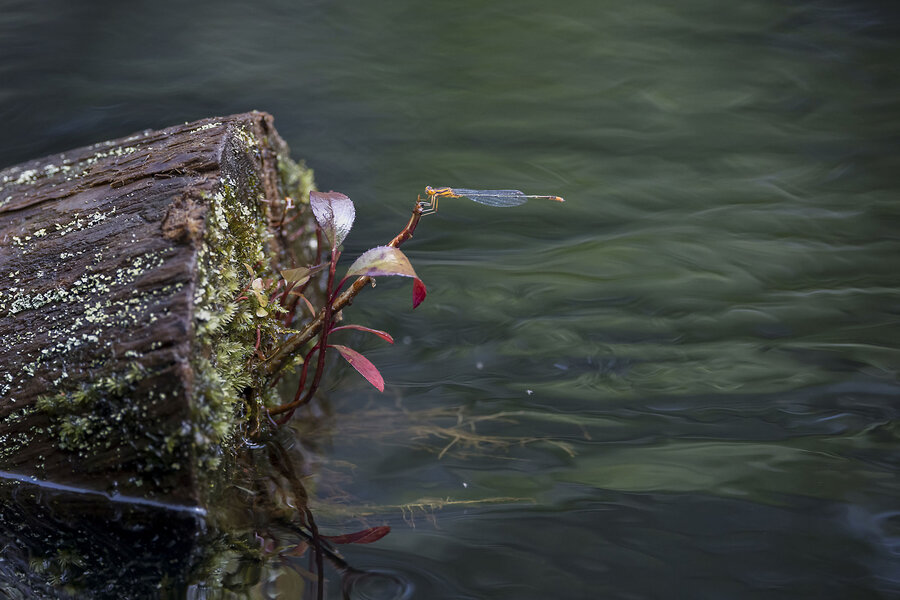 Is nature priceless? This study spotlights its huge value for the world’s economy.