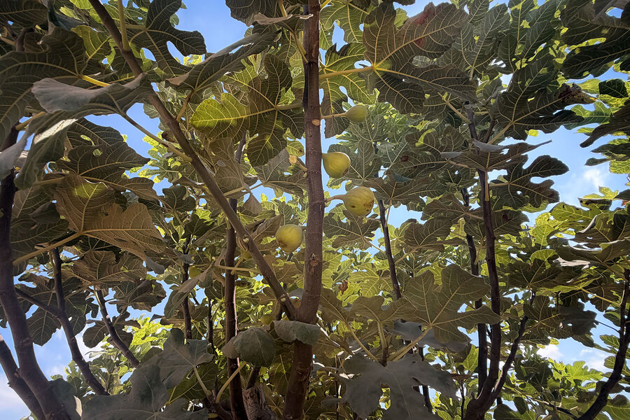 In Gaza, farmers rescue roots buried under rubble to grow fruit again In Gaza, farmers rescue roots buried under rubble to grow fruit again