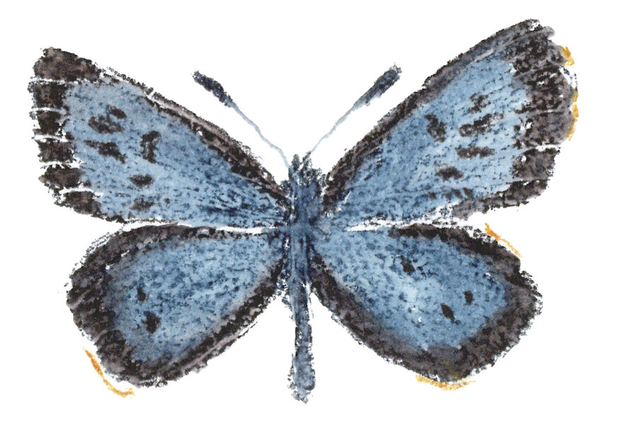 Chasing butterflies, collecting life lessons - CSMonitor.com