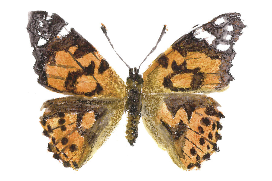Chasing butterflies, collecting life lessons - CSMonitor.com