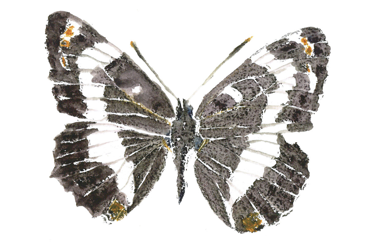 A writer chases butterflies, collects life lessons