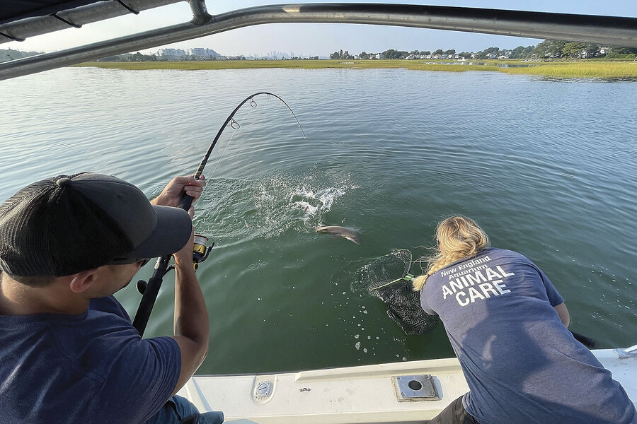 Sand tiger sharks are rebounding in Boston Harbor after cleanup ...