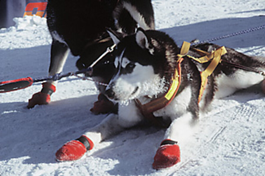 Teens, their dogs, and an amazing race - CSMonitor.com Teens, their dogs, and an amazing race - CSMonitor.com