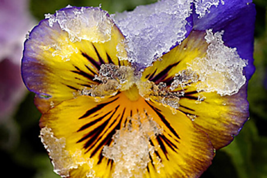 Time for spring – and pansies - CSMonitor.com