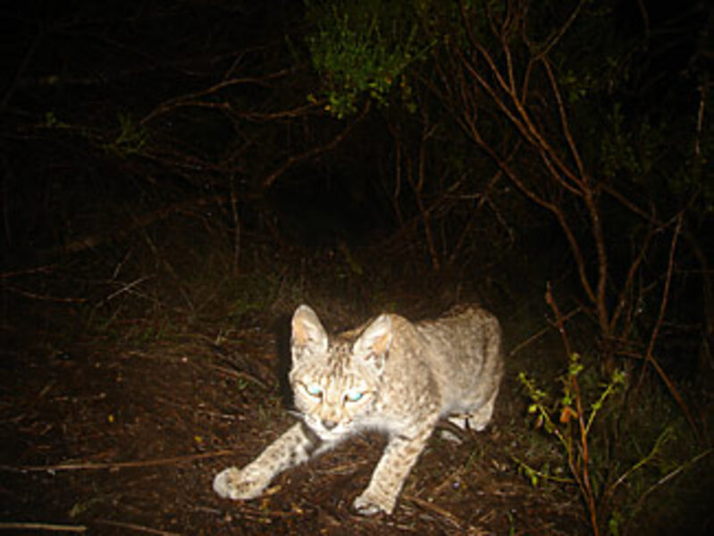 Hunting wild animals – with cameras Hunting wild animals – with cameras