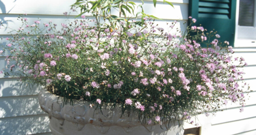 Let Your Container Gardens Go Native - CSMonitor.com