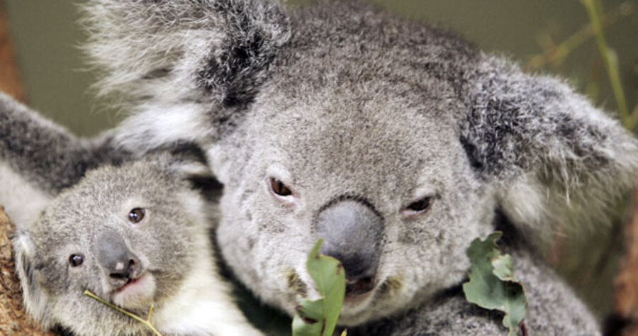 Researchers Co2 Threatening Koalas Csmonitor Com