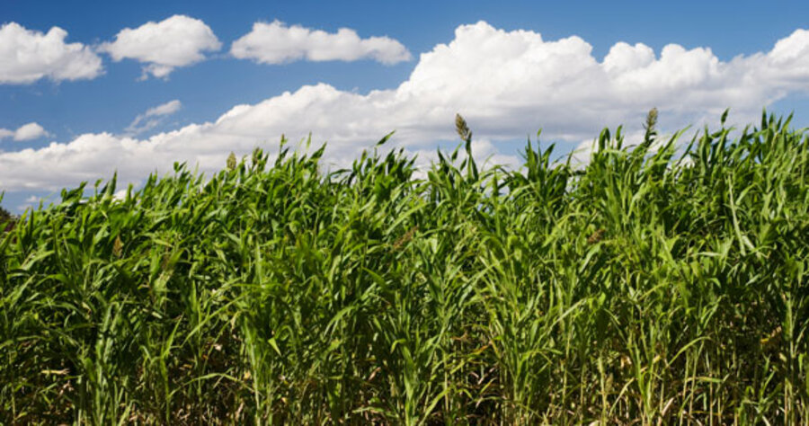  Sweet  sorghum  eyed for biofuel CSMonitor com