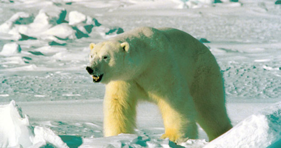 Al Gore debunks global warming by using a lot of electricity