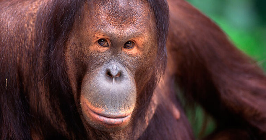 study orangutans heading for