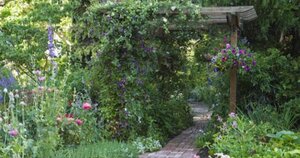 A Pretty Pairing Climbing Roses And Clematis Csmonitor Com