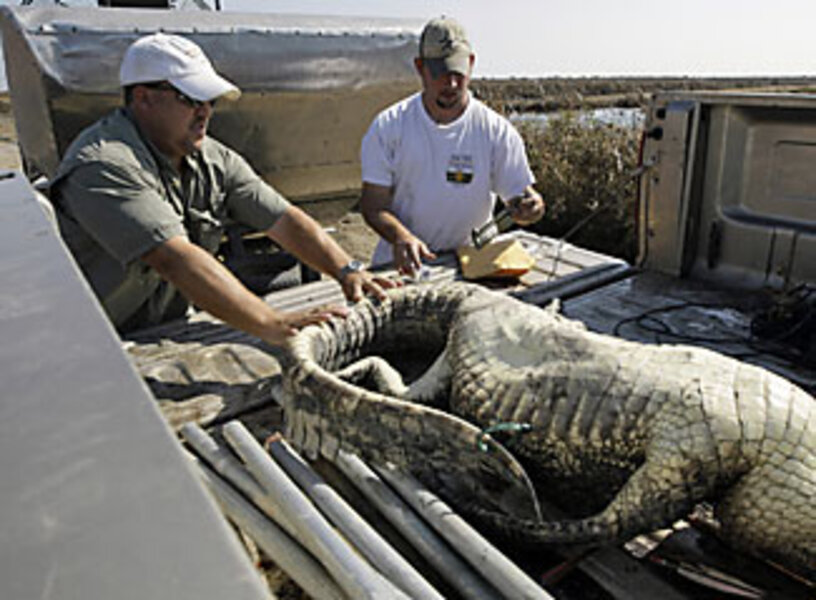 Alligator hunts raise questions in South's swamps 