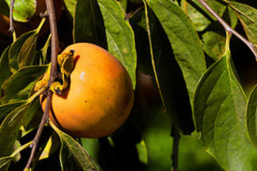 Our homely, rich persimmon tree - CSMonitor.com