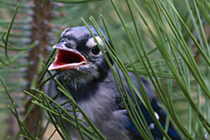 Pretty Blue Jay Bird Outlines Hyper Realistic