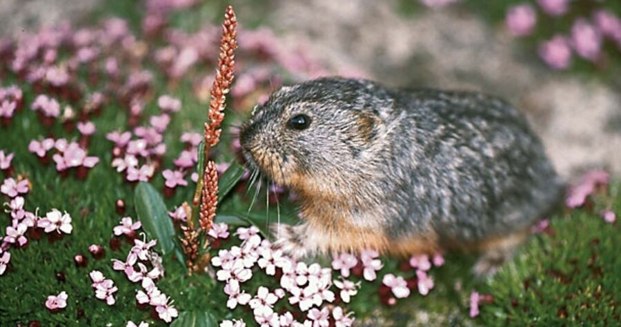 Climate change threatening lemmings 