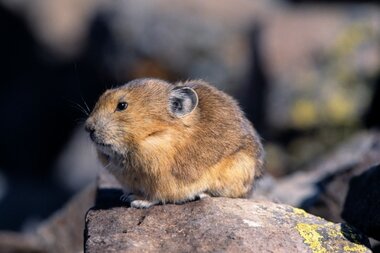 Climate change threatening lemmings 