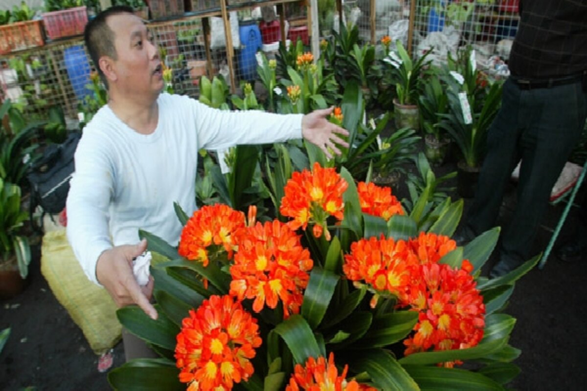 Clivias - elegant flowering plants for winter - CSMonitor.com