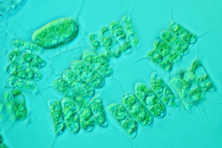 Climate change messes with the food chain Biology Diagrams