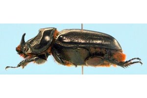 guam coconut rhinoceros beetle