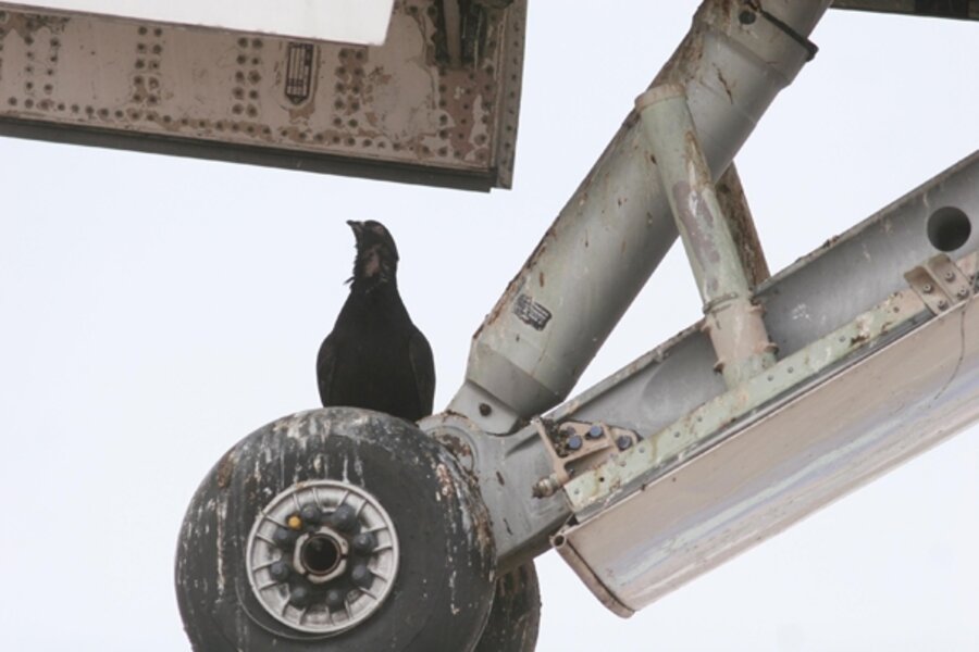 Why don't birds collide when they are flying close together in tight flocks?